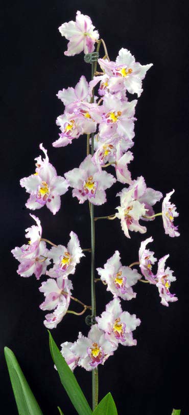 Wilsonara Opalescent 'Lavender Lights'