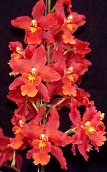 Wilsonara Space Mine 'Red Rendezvous'