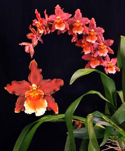 Wilsonara Tan Treasures 'Autumn Nights'