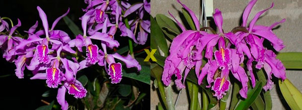 Cattleya maxima (Z-521) x Cattleya maxima rubra (Z-456)