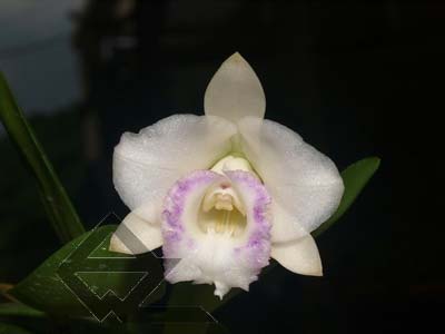 Laelia alaori oculata