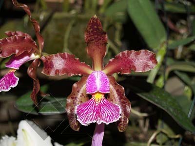 Cattleya schilleriana escura 'Jucu' x Cattleya schilleriana 'Paredao'