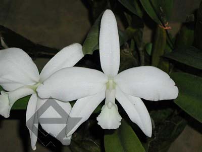 Laelia perrinii alba 'AM' x Laelia perrinii alba 'RK'