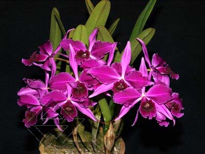 Laelia purpurata atropurpurea (rubra) 'Black' x SELF