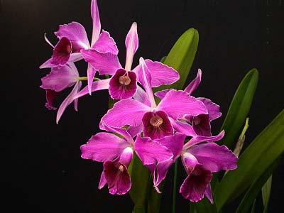 Laelia purpurata rubra-sanguinea 'Black' x Laelia purpurata sanguinea 'Cardeal'