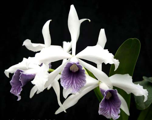 Laelia purpurata werkhauseri x Laelia purpurata werkhauseri