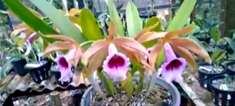 Laelia tenebrosa 'Aline' x Laelia tenebrosa 'Gloriosa'