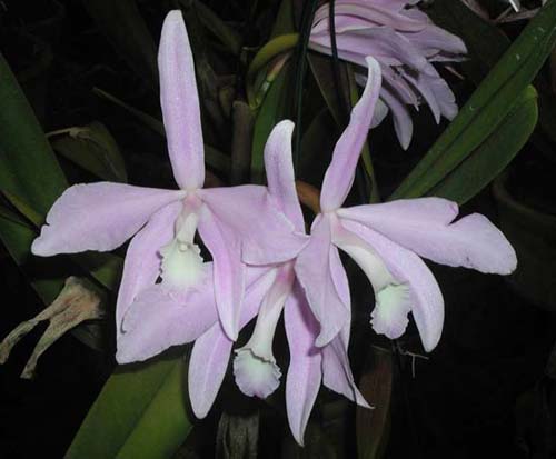 Laelia perrinii concolor 'AWZ' x Laelia perrinii concolor 'HG'