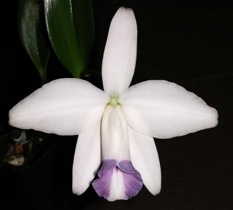 Laelia pumila coerulea '#2' x Laelia pumila coerulea 'Da. Rosinha'