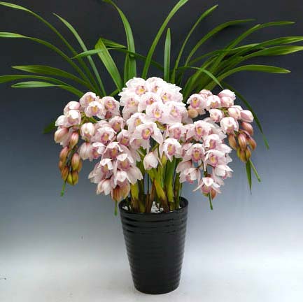 Cymbidium Lovely Smile 'Angel'