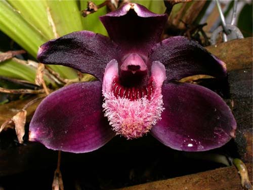 Pescatoria coronaria