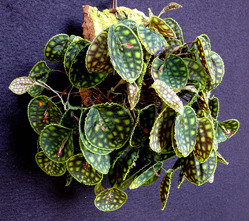 Lepanthes calodictyon