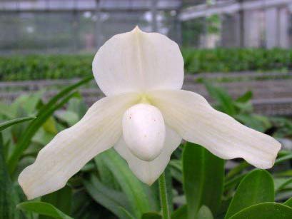 Paphiopedilum ang-thong var. alba 'Snow Elf' x Paphiopedilum stonei var. alba 'formosa'