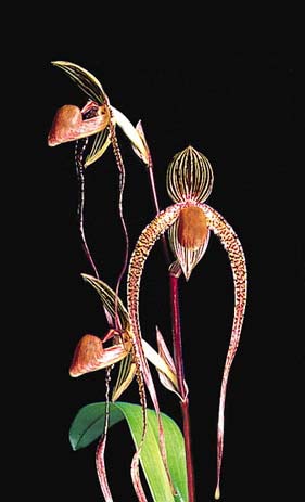 Paphiopedilum Angel Hair 'In-Charm' x Paphiopedilum Jerry Spence 'Mei-Chen'