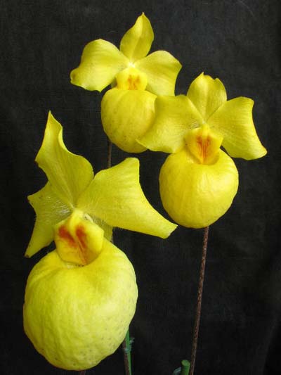 Paphiopedilum armeniacum 'DB' x sib