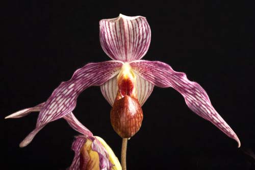 Paphiopedilum Gerd Rollke (rothschildianum x emersonii)