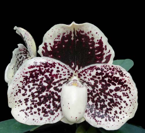 Paphiopedilum godefroyae 'Daya' x sib 'Darky'