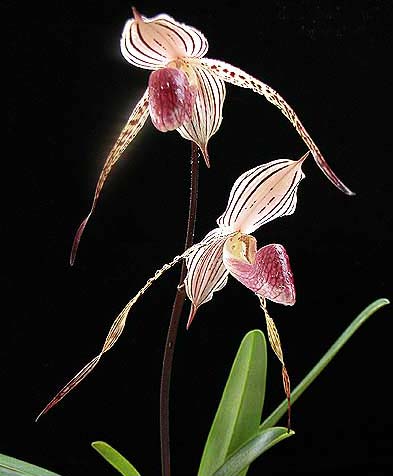 Paphiopedilum Lady Isabel (2153) x Paphiopedilum Booth's Sand Lady 'Mei-Chen'