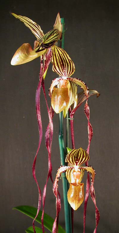 Paphiopedilum philippinense 'Daya Twisler' x Paphiopedilum sanderianum 'Dr. Lee'