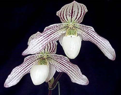 Paphiopedilum philippinense var. alba 'In-Charm' x Paphiopedilum ang-thong var. alba 'In-Charm'