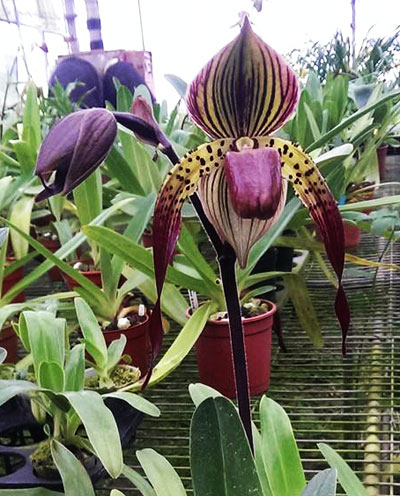 Paphiopedilum Prince Edward of York 'In-Charm' x Paphiopedilum Lady Isabel 'O.Z'