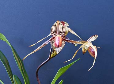 Paphiopedilum rothschildianum 'In-Charm' x Paphiopedilum Stoned Susan 'In-Charm'