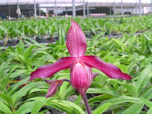 Paphiopedilum Susan Booth 'In-Charm' x Paphiopedilum vietnanmense '#2'