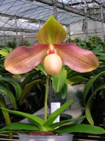 Paphiopedilum Vanguard 'Pulongon' x Paphiopedilum hangianum '#10'