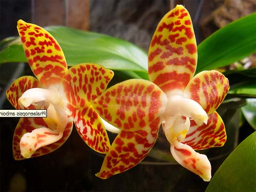 Phalaenopsis amboinensis red spot type
