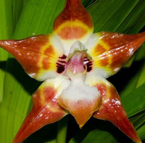 Huntleya burtii
