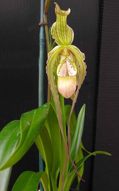 Phragmipedium wallisii x pearcei