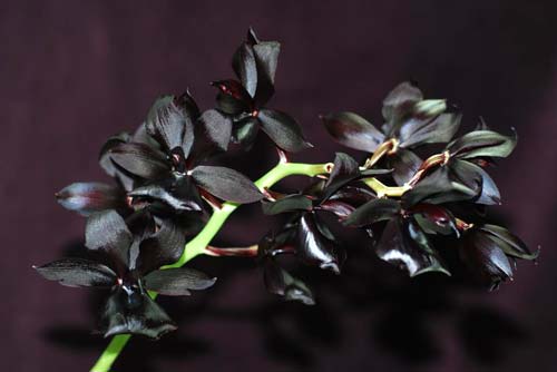 Monnierara Millennium Magic 'Witchcraft' (Ctmchs. Midnight Jem x Mormodes sinuta)