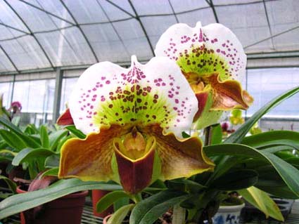 Paphiopedilum Hampshire Zoo 'Giant' x Winston Churchill 'Indomitable'