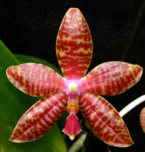 Phalaenopsis amboinensis 'Dark Brown' x Phalaenopsis lueddemanniana 'Nita'