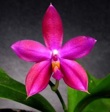 Phalaenopsis Penang Jewel x Phalaenopsis speciosa 'Red'