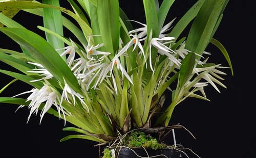 Maxillaria splendens