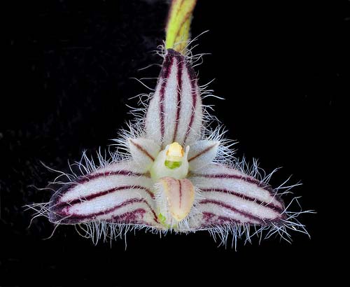 Bulbophyllum lindleyanum