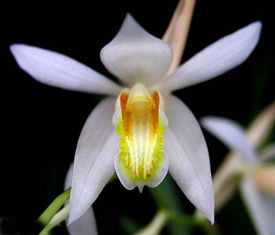 Coelogyne foerstermannii