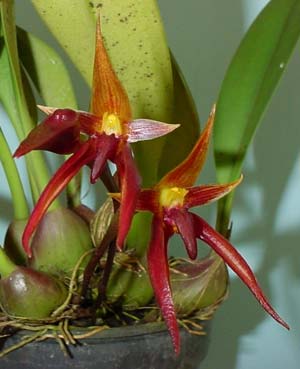 Bulbophyllum levanae