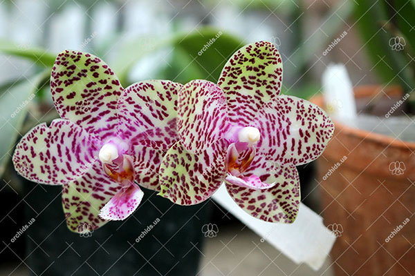 Phalaenopsis Natasha 'Aiko'
