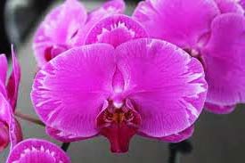 Phalaenopsis Red Lightning