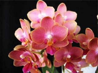 Phalaenopsis Tying Shin Smart