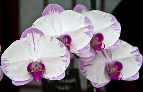 Phalaenopsis Lightning