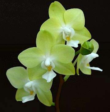 Phalaenopsis Brother Pico Bahama