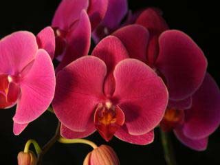 Doritaenopsis Jiuhbao 'Red Rose'