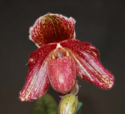 Paphiopedilum bellatulum x chamberlainianum