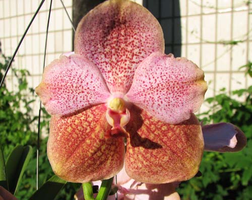 Ascocenda Kultana Pappion x Vanda Kultana Ruby
