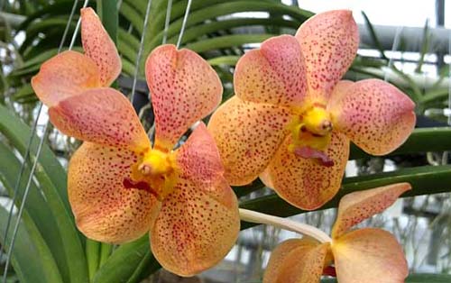 Ascocenda Rakjai x Vanda Pranermprai