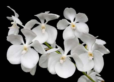 Ascocenda Kultana White