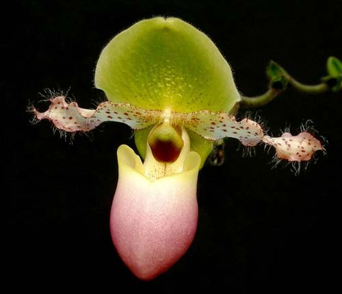 Paphiopedilum Pinocchio
